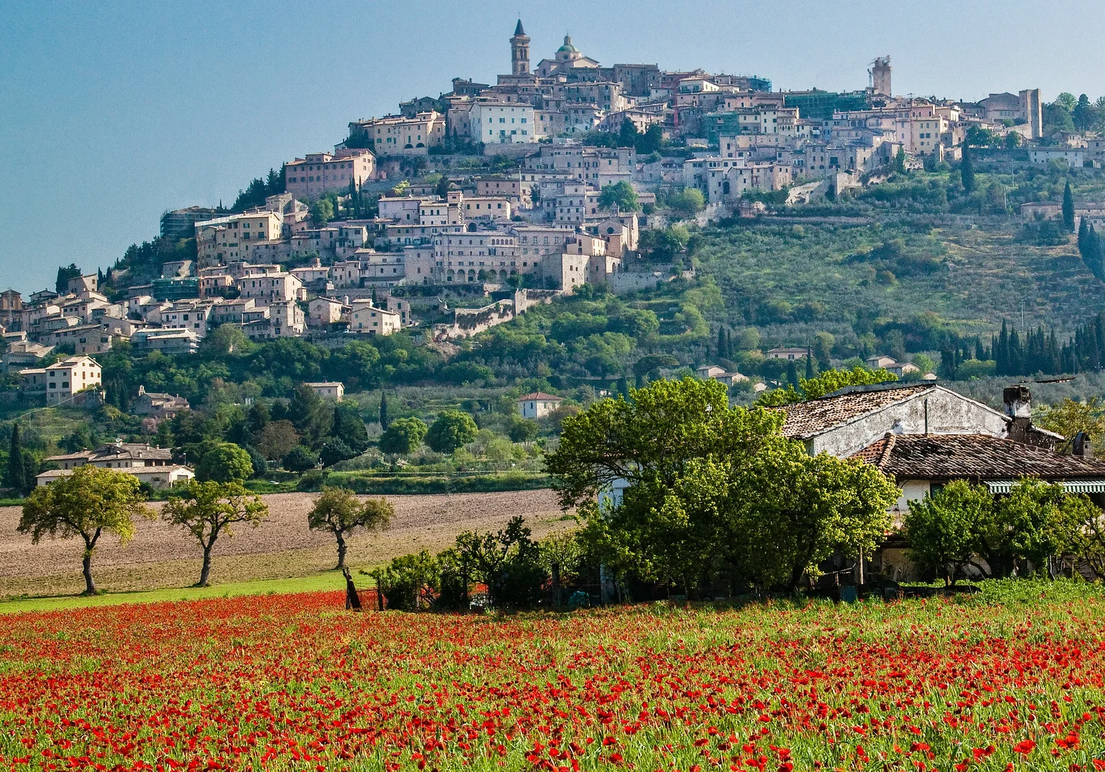 Fioritura delle lenticchie di Castelluccio sui Piani di Norcia in Umbria